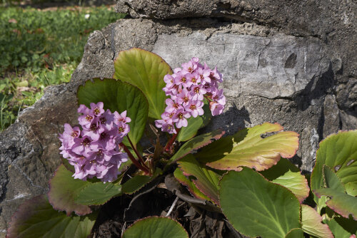 Bergenia Cord Pink